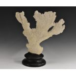 Natural History - a large elkhorn coral (acropora palmata) specimen, mounted for display, 40cm wide,