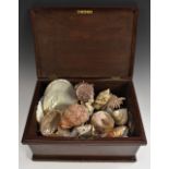 Natural History - Conchology - an interesting collection of exotic sea shells,