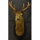 Taxidermy - a stag's head, twelve points, ebonised shield mount,