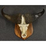 Natural History - a water buffalo head, (Bubalus bubalis), the skull complete with horns,
