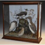 Taxidermy - a Victorian arrangement of British domestic birds, by John Cook of Derby, labelled,