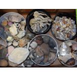 Conchology and Geology - shells, stones, coral, etc,