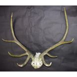 A pair of eight-point deer antlers, mounted on a skull shaped section,
