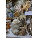 Paleontology - various rock samples; crystal formation; conch shell etc.