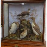Taxidermy - a Victorian arrangement of British domestic birds, by John Cook of Derby, labelled,