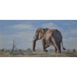 The Last Bull - An original oil on canvas by renown wildlife artist Paul Apps Paul,