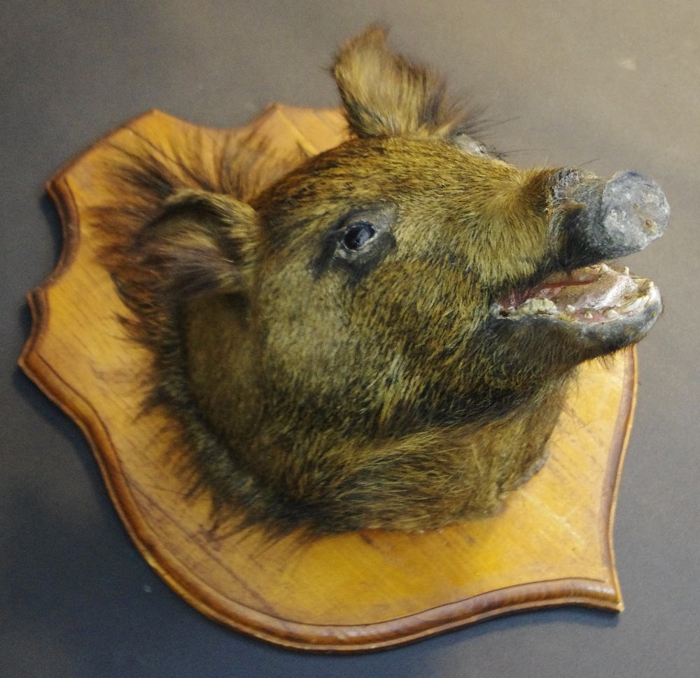 Taxidermy - a wild boar's head, oak shield mount, - Image 2 of 2