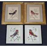 A pair of Victorian feather pictures, each as a bird on a leafy branch, entitled Argel and Tropicon,