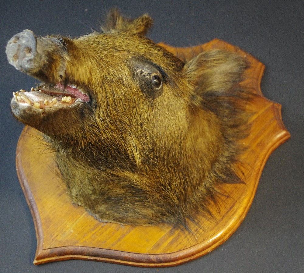 Taxidermy - a wild boar's head, oak shield mount,