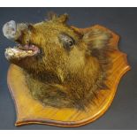Taxidermy - a wild boar's head, oak shield mount,