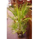 Horticulture - a Dwarf Fan Palm, potted.