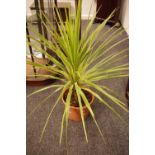 Horticulture - a Cordyline Dazzler plant, potted.