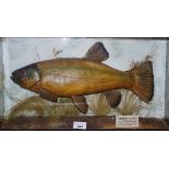 Taxidermy - Tench, caught by Mrs Nesta E Marshall dated 1st August 1950, Norfolk,