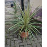 Horticulture - a Cordyline Dazzler plant, potted.