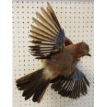 Taxidermy - a Jay,