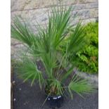 Horticulture - a Dwarf Fan Palm, potted.