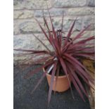 Horticulture - a Cordyline Red Star plant, potted.