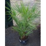 Horticulture - a Dwarf Fan Palm, potted.