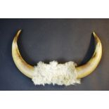 Taxidermy - a pair of cow horns,
