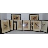 Eleven 19th century natural history lithograph/book plates