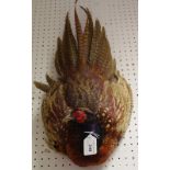 Taxidermy - a Pheasant wall mount