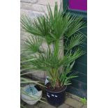 Horticulture - a Dwarf Fan Palm, potted.