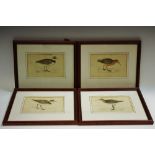 Ornithology - 19th century lithograph engravings of curlew,