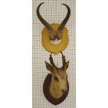 Taxidermy - a Muntjac /Barking Deer head;