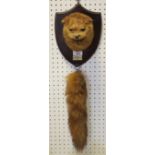 Taxidermy - an otter head, shield shaped plaque,