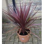 Horticulture - a Cordyline Red Star plant, potted.