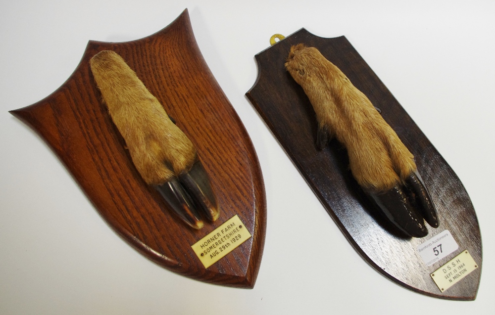 Taxidermy - a deer hoof trophy mount,