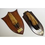 Taxidermy - a deer hoof trophy mount,