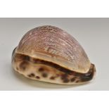 A 19th century sailor's valentine cowrie shell, carved in cameo with the Lord's Prayer,