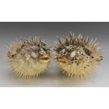 Taxidermy - two porcupinefish (Diodon antennatus), each fish puffed-up, 21cm long,