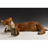Taxidermy - a novelty red fox (Vulpes vulpes), arranged smoking a cigar and reading a book,