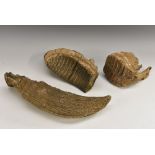 Paleontology - fossilized mammoth tooth,