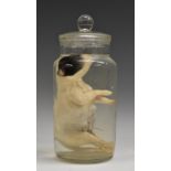 Taxidermy - a soft-bodied wet jar specimen, of a puppy dog, preserved in formaldehyde,