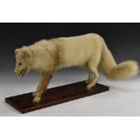 Taxidermy - an Arctic or Polar fox (Vulpes lagopus), its mouth agape presenting ferocious teeth,