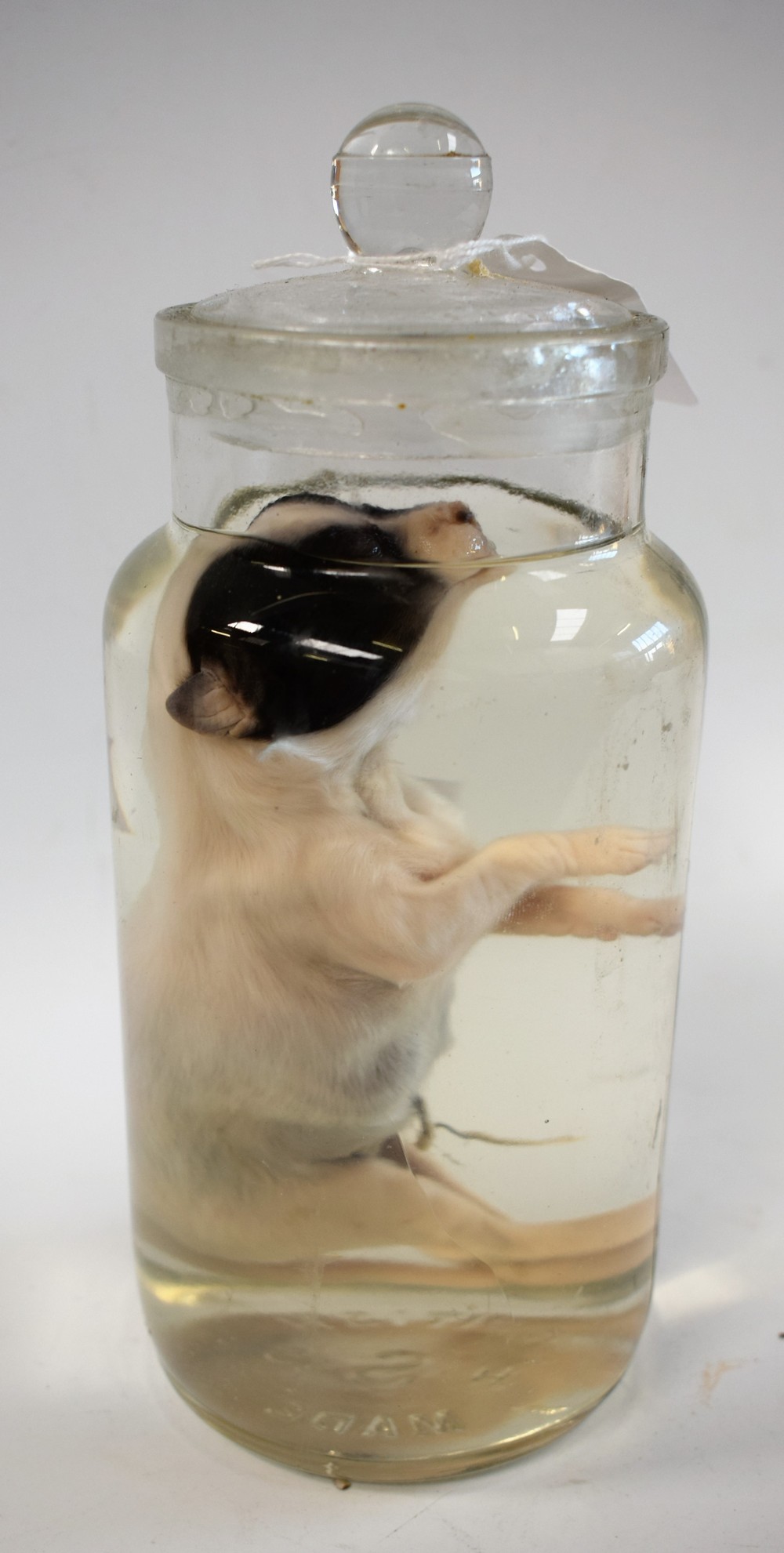 Taxidermy a softbodied wet jar specimen, of a puppy dog, preserved