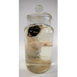 Taxidermy - a soft-bodied wet jar specimen, of a puppy dog, preserved in formaldehyde,