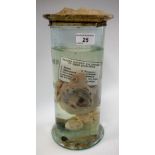 Natural History - a wet jar specimen, of a sheep's womb and two fetuses,