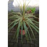 Horticulture - a Cordyline Dazzler plant, potted.