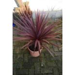 Horticulture - a Cordyline Red Star plant, potted.