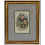 Ann Kearns Bullfinch Pair at the Nest signed, watercolour, 16cm x 10.