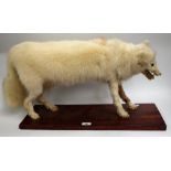 Taxidermy - an Arctic or Polar fox (Vulpes lagopus), its mouth agape presenting ferocious teeth,