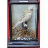 Taxidermy - a Victorian cased Finch