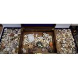 Concology - an oak box with two trays containing a quantity of shells