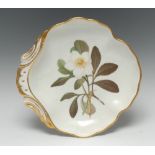 A Derby shell shaped botanical comport, painted with Christmas Rose, gilt line border, 24cm wide,