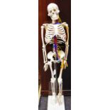 Skeleton / Scientific model of a human skeleton with part circulatory system