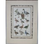 After Thornton a late 18th/early 19th century bookplate published Alexander Hogg titled BIRDS hand